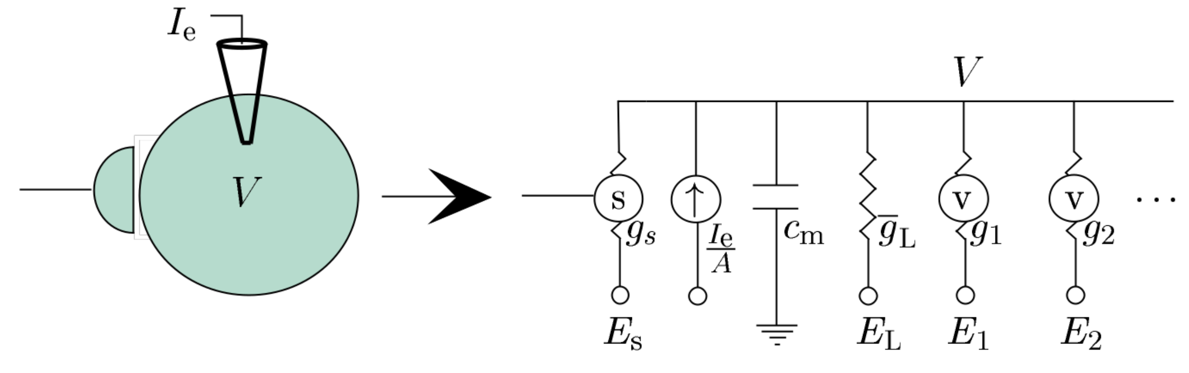 Write Eq. 5.7 in Dayan Abbott, but add stochastic term